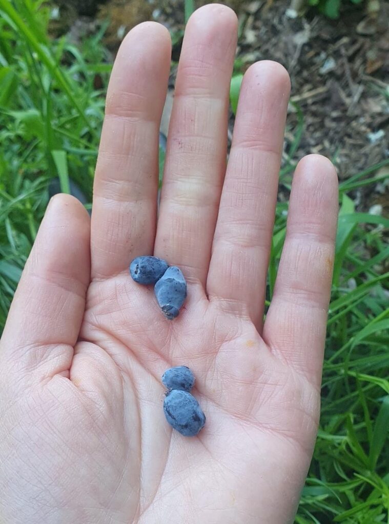 Jardin comestibles troc